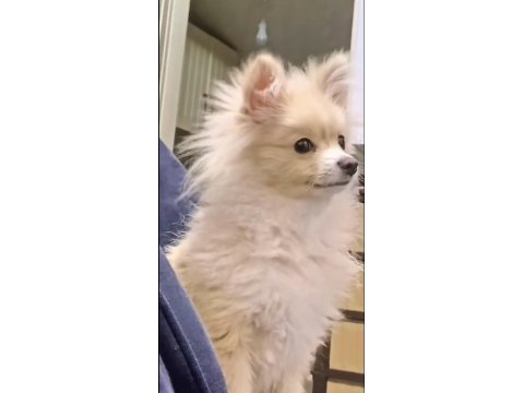 Pomeranian Boo 1,5 Yaşında Sahibinden