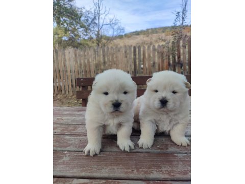 Chow Chow Yavru Köpekler