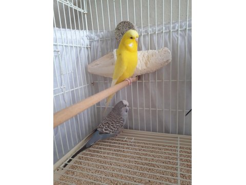 Üretime Hazır Muhabbet Kuşu Çifti Büyük Boy Kafes Seti