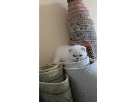 Sevimli Scottish Fold Kedim