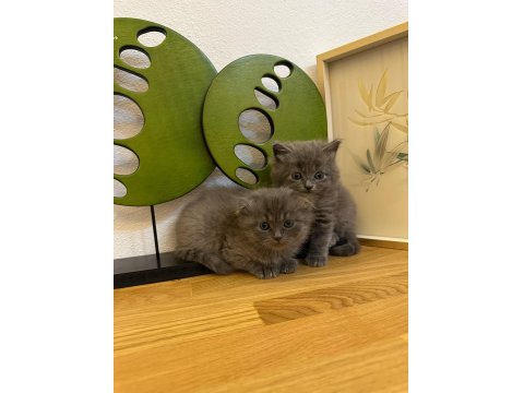 Muhteşem Kalite British Shorthair Kediler