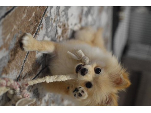 Dişi Pomeranian Köpeğimiz Sahiplendireceğiz