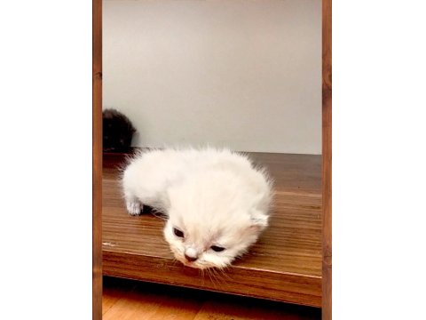 2 Beyaz Ve 2 Gri British Shorthair