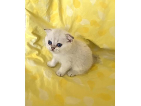 Silver Point Ns1133 Safkan Orjinal Scottish Fold Mavi Gözlü