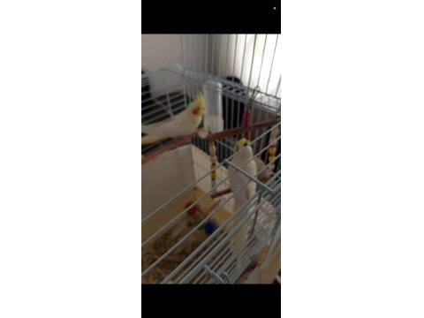 Kırmızı Göz Takım Sultan Papağanı