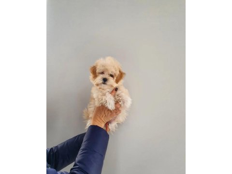 F2 Maltipoo Yavruları