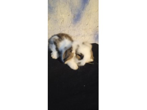 Teddy Lop Tavşan Yavrular