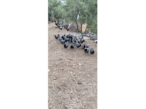 Silver Wyandotte Civcivler