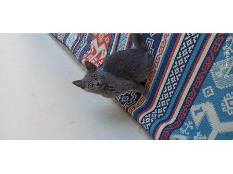 British Shorthair Çok Uysal