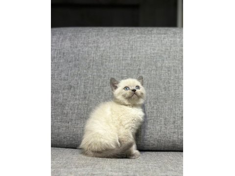 Blue Point British Shorthair Yavrumuz Yeni Yuvasını Arıyor