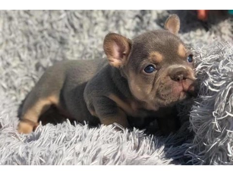 Exotic French Bulldog Yavruları