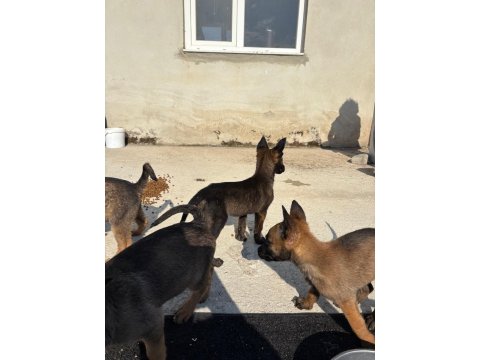 A Kalite Maskeli Belçika Kurdu