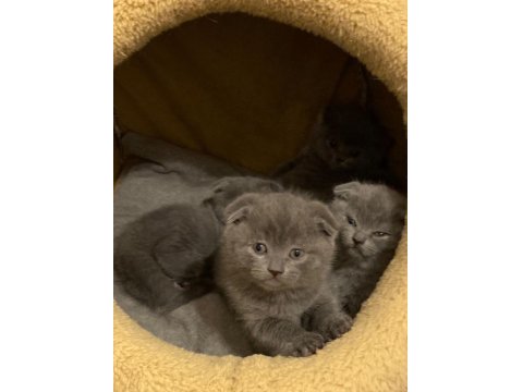 En Safkan Kediler Ömürlük Yuvasına Gidiyor!