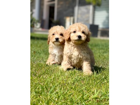 Kalite Ve Güvenin Adresinden Maltipoo Bebeklerimiz