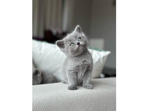 Gri British Shorthair Yavrumuz