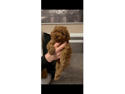 Kore Poodle Yavrular Sağlık Garantili