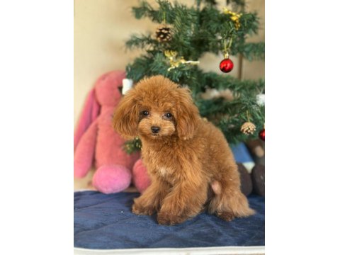 Mini Teddy Poodle