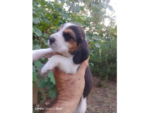 Şampiyon Soyundan Beagle Yavrular