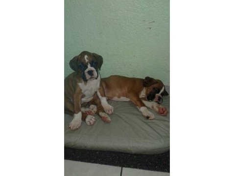 Irk Garantili Boxer Yavruları