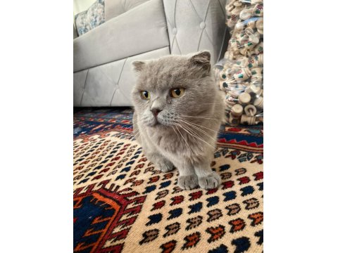 Bal Gözlü Scottish Fold