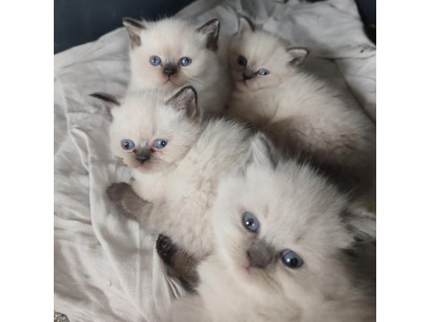 Safkan Üretim British Shorthair