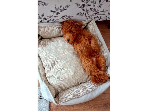 Harika Bir Köpektir