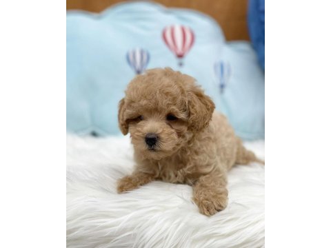 Efsane Maltipoo Yavruları