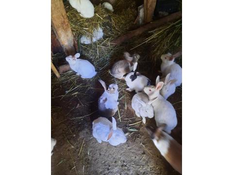 Kaliforniya Damalı Tavşan