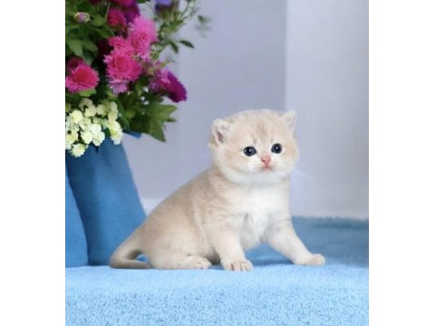 Show Kalite British Shorthair Golden Bebekler