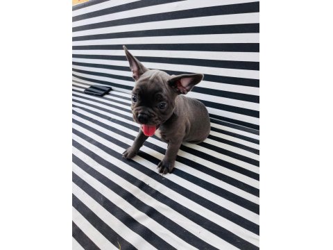 French Bulldog Köpeklerim