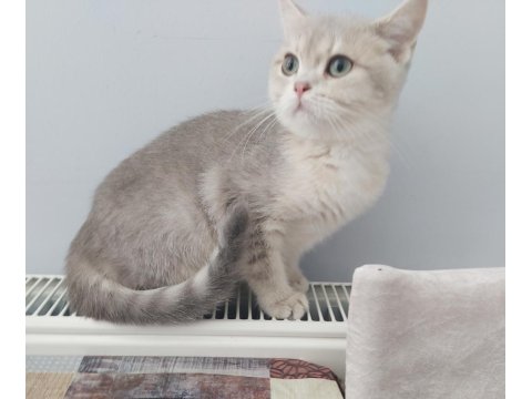 Teslime Hazır British Shorthair Yavrular