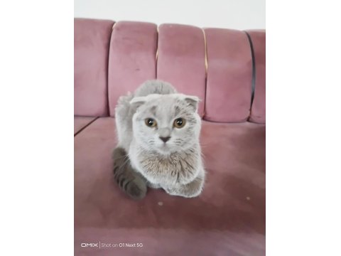Scottish Fold Kedimize Yuva Aranıyor