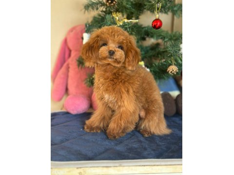 Mini Teddy Poodle