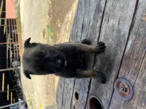 A++ Belgium Malinois Yavrularımız