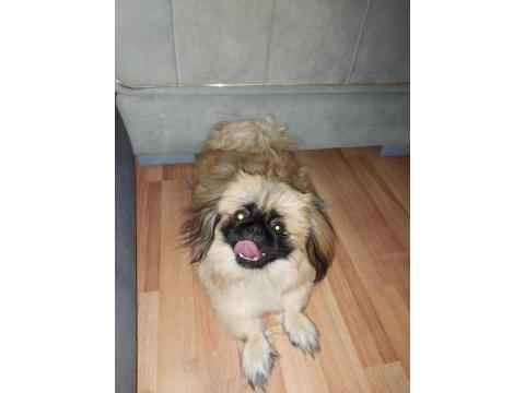 5-6 Ay Erkek Pekinez