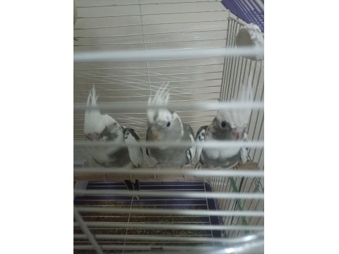 Her Renk Evcil Yavru Mevcut Sultan Papağanı