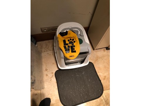 Kedimiz Sophie Ömürlük Yuvasını Arıyor