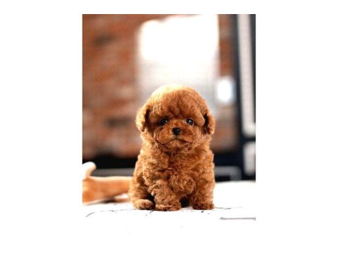 Sağlık Ve Irk Garantili Toy Poodle Yavrularım