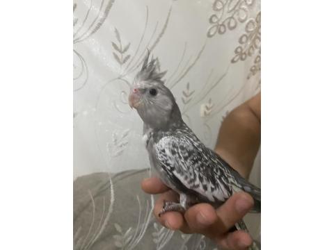 Yavrular 4 Adet Sultan Mevcut Kaçırılmayacak Fırsat