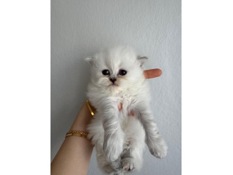 A+++ Kalitede Özenle Bakılan Yavru Kedilerimiz