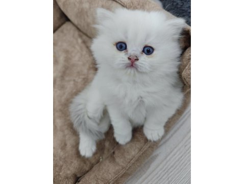 Kar Beyazı British Longhair Kedimiz