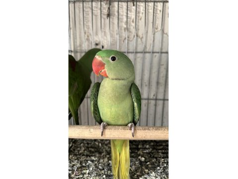 El Besleme Bebek Alexander Papağanı