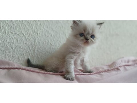 İran Kedisi Miniklerimiz Ailelerini Bekliyor