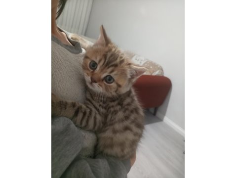 50 Günlük British Golden Yavrumuz