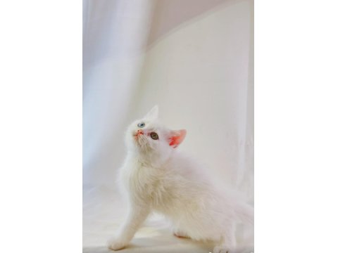 En Çok Konuşan: Farklı Gözlere Sahip Beyaz British Shorthair