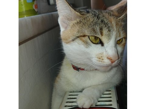 Kızımda Alerji Çıktı O Yüzden Kedimi Vermek Zorundayım