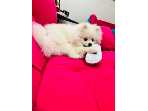 6 Aylık Eğitimli Pomeranian