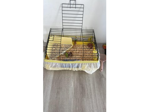 Guinea Piglerimize Yuva Arıyorum