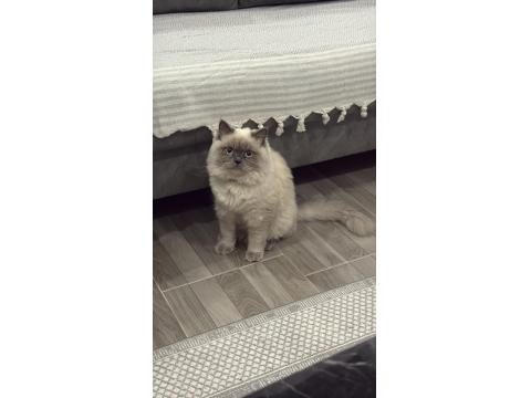 Blue Point British Longhair Ücretsiz Sahiplendirilecek