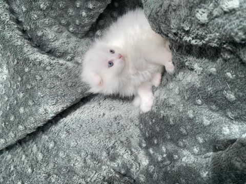 Maviş 35 Günlük Longhair Scottish Üzgün Ayı Surat